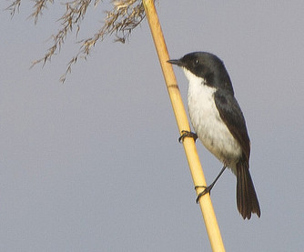 where we hope to encounter the special bird of lake Inle - Jerdon’s Bushchat.